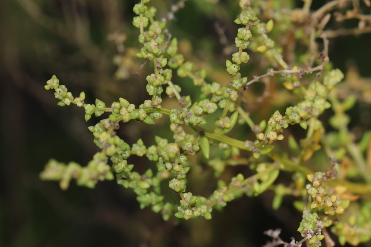 Suaeda maritima (L.) Dumort.